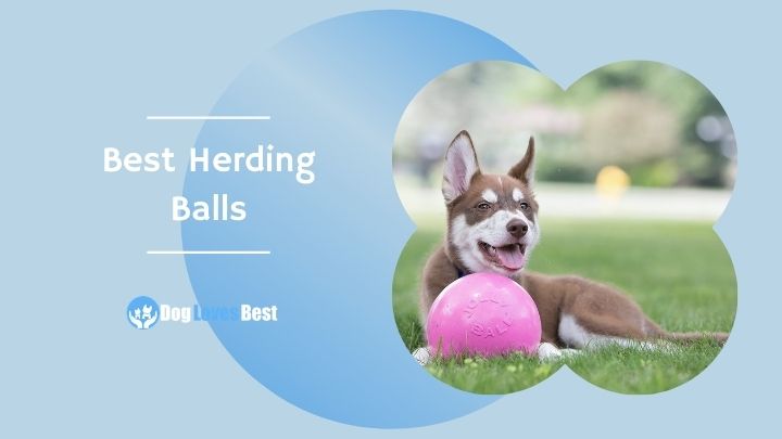 the-10-best-herding-balls-for-dogs-of-2023-reviews-top-picks-dog