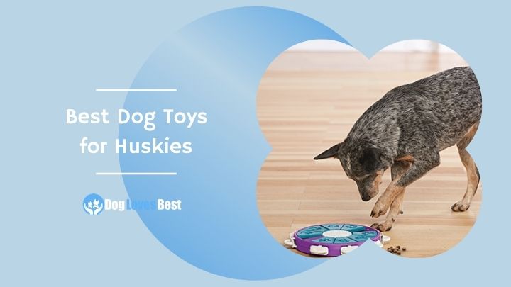 Dog Loves Best - Tips, Tricks & Dog Product Reviews For Canine Lovers