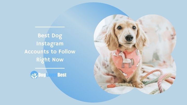 The Best 25 Dog Instagram Accounts To Follow Right Now - Dog Loves Best