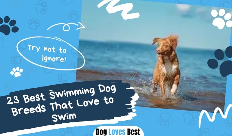 The 23 Best Swimming Dog Breeds That Love to Swim - Dog Loves Best