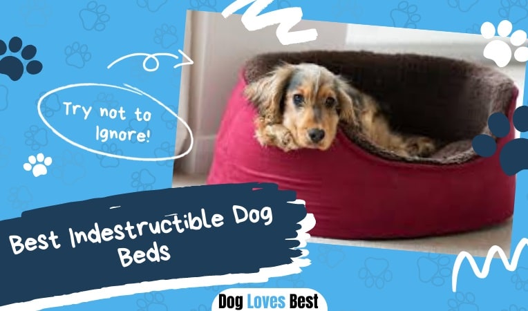 The 15 Best Indestructible Dog Beds of 2023 - Chew Proof & Tough! - Dog ...