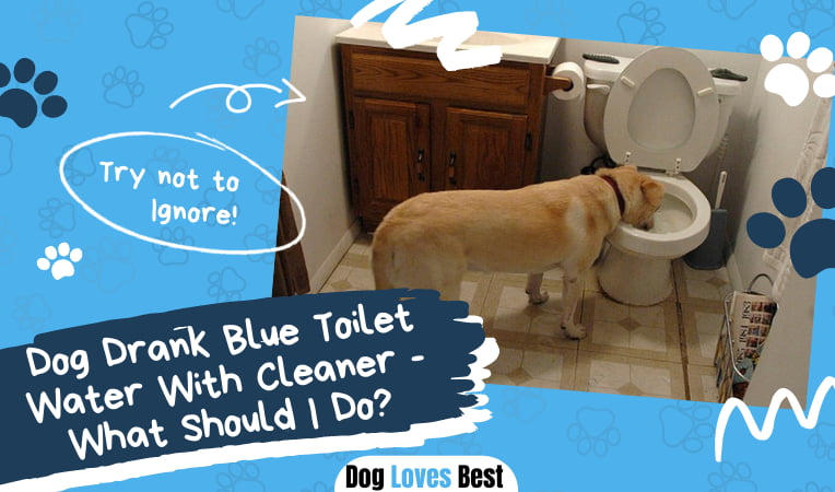 dog-drank-toilet-water-with-blue-cleaner-what-should-i-do-dog