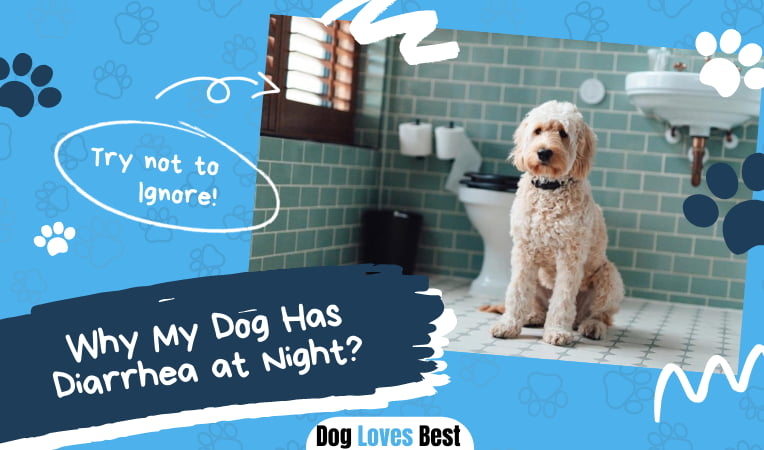 why-my-dog-has-diarrhea-at-night-dog-loves-best