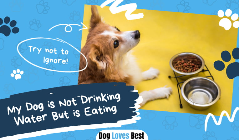 why-is-my-dog-not-drinking-water-but-eating-dog-loves-best