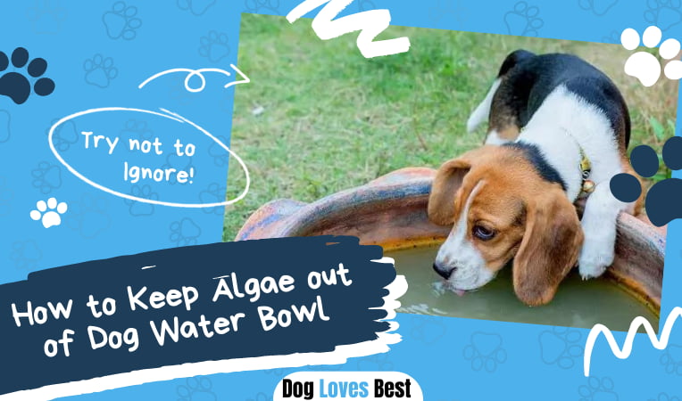 How To Keep Algae Out Of Dog Water Bowl? - Dog Loves Best