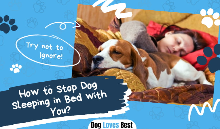 Dog Loves Best - Tips, Tricks & Dog Product Reviews For Canine Lovers