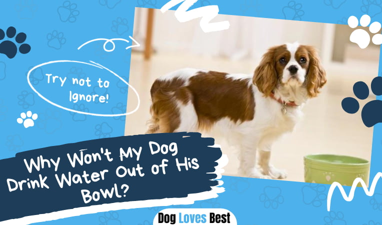 why-won-t-my-dog-drink-water-out-of-his-bowl-dog-loves-best