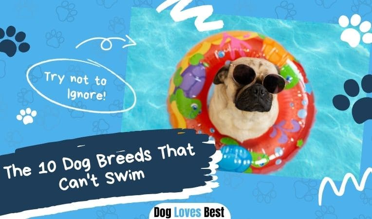 The 10 Dog Breeds That Can't Swim - Dog Loves Best