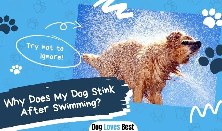 Dog Loves Best - Tips, Tricks & Dog Product Reviews For Canine Lovers