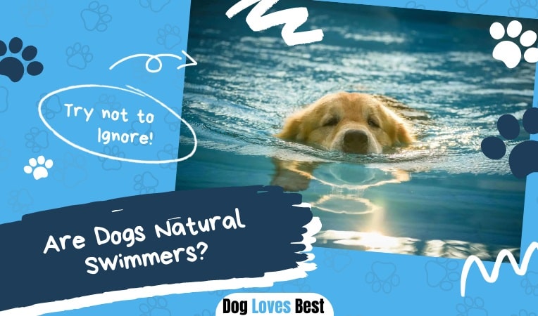 Are Dogs Natural Swimmers? - Dog Loves Best