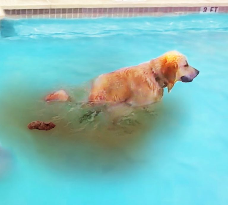 what-to-do-when-the-dog-poops-in-the-pool-dog-loves-best