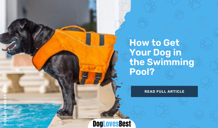 How to Get Your Dog in the Swimming Pool? - Dog Loves Best