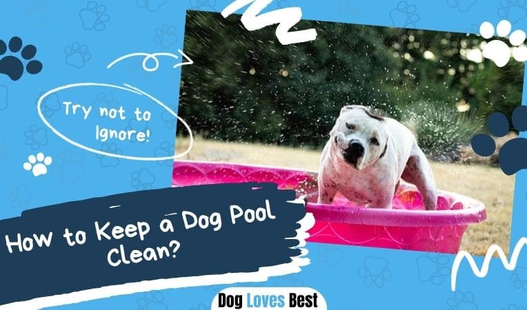 How to Keep a Dog Pool Clean? - Dog Loves Best