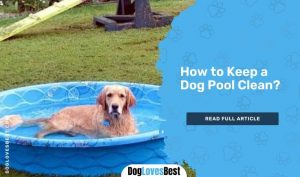 How to Keep a Dog Pool Clean? - Dog Loves Best