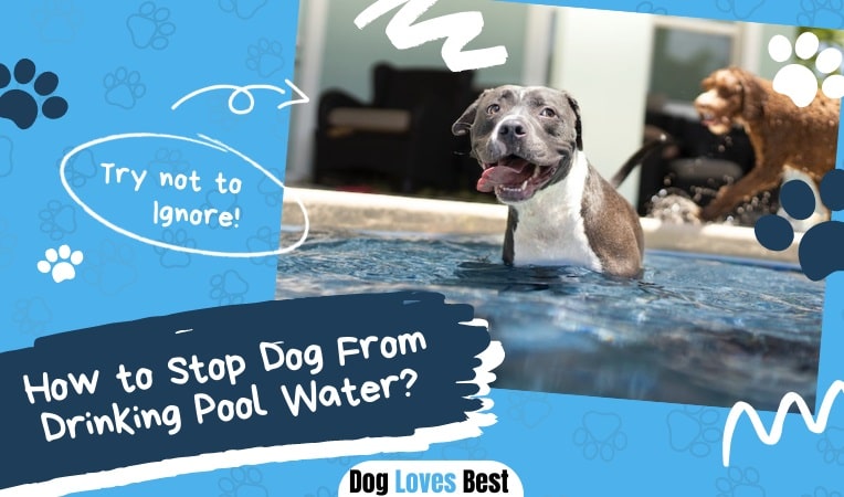 How to Stop Dog From Drinking Pool Water? - Dog Loves Best