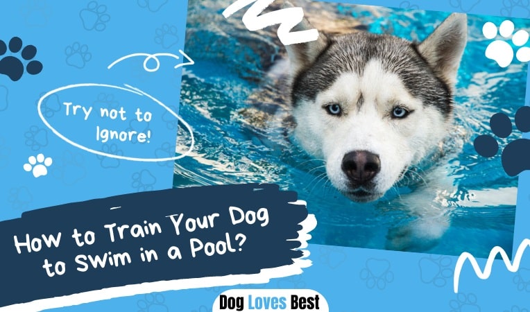 How to Train Your Dog to Swim in a Pool? - Dog Loves Best