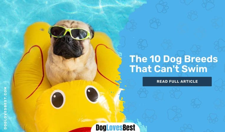 The 10 Dog Breeds That Can't Swim - Dog Loves Best