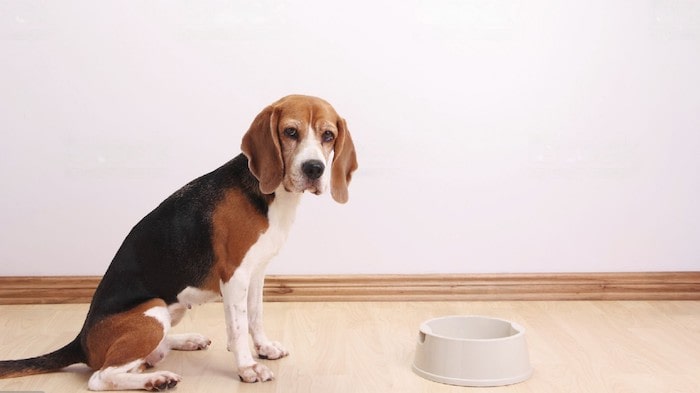 Why Is My Dog Afraid of His Food Bowl: Understanding the Causes - Dog