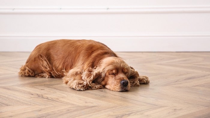 Why is My Dog Suddenly Sleeping on the Floor? Understanding the