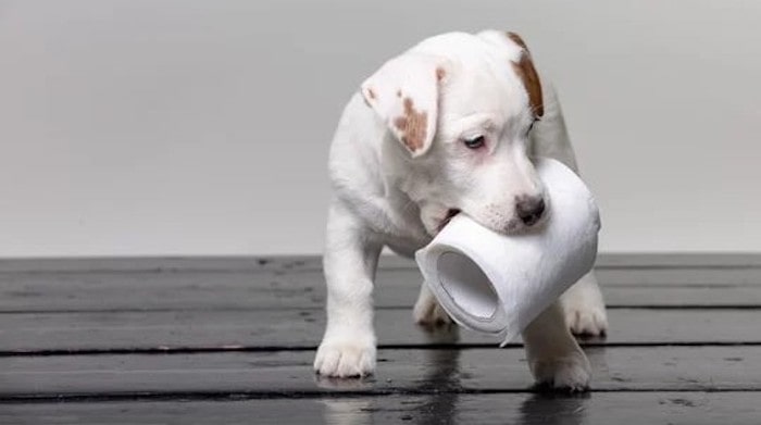 why-do-dogs-eat-paper-unraveling-the-curious-behavior-dog-loves-best